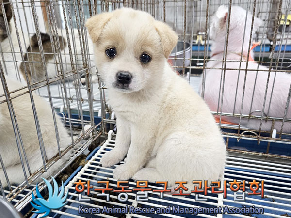 한국동물구조관리협회_441406202301734